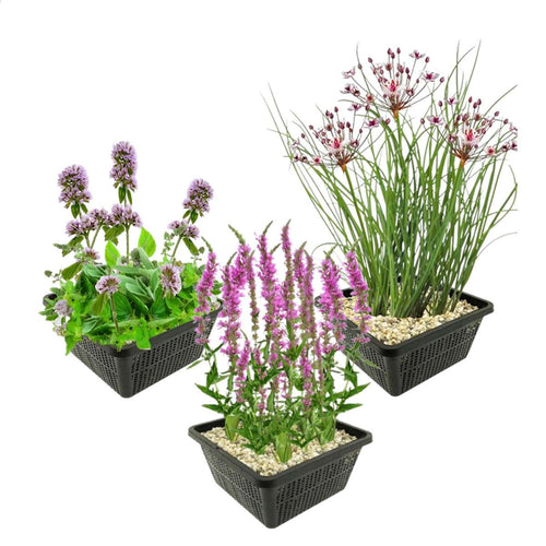 Anti Muggen Vijverplanten