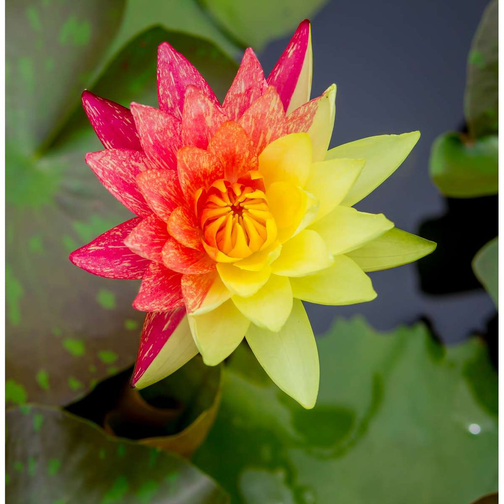 Nymphaea Rainbow
