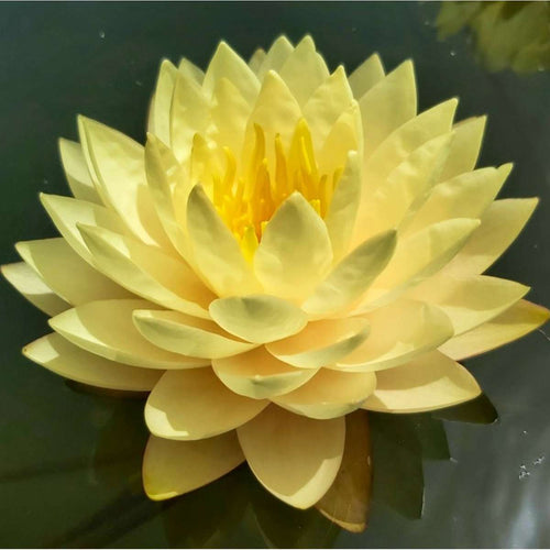Nymphaea Alexsea