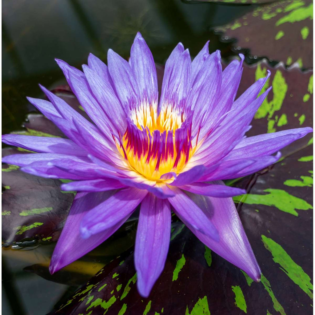 Nymphaea Purple Rain