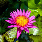 Nymphaea Cornancy