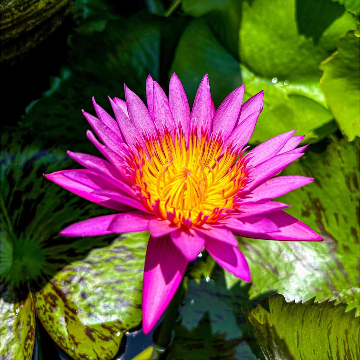 Nymphaea Cornancy