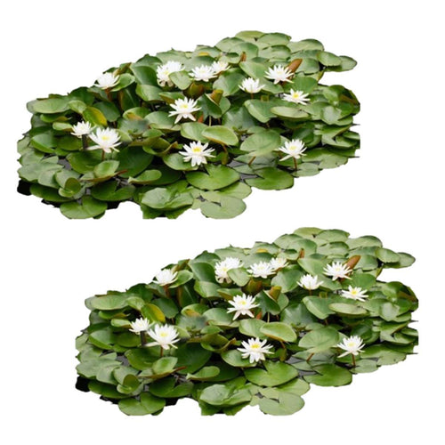 Inheems Waterlelie Veld XL