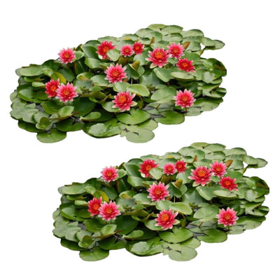 Rood Waterlelie Veld XL