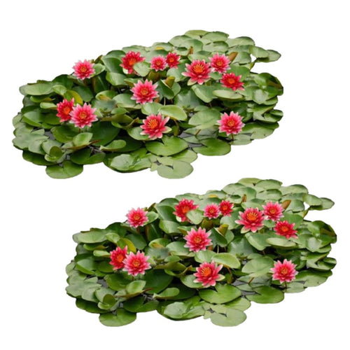 Rood Waterlelie Veld XL
