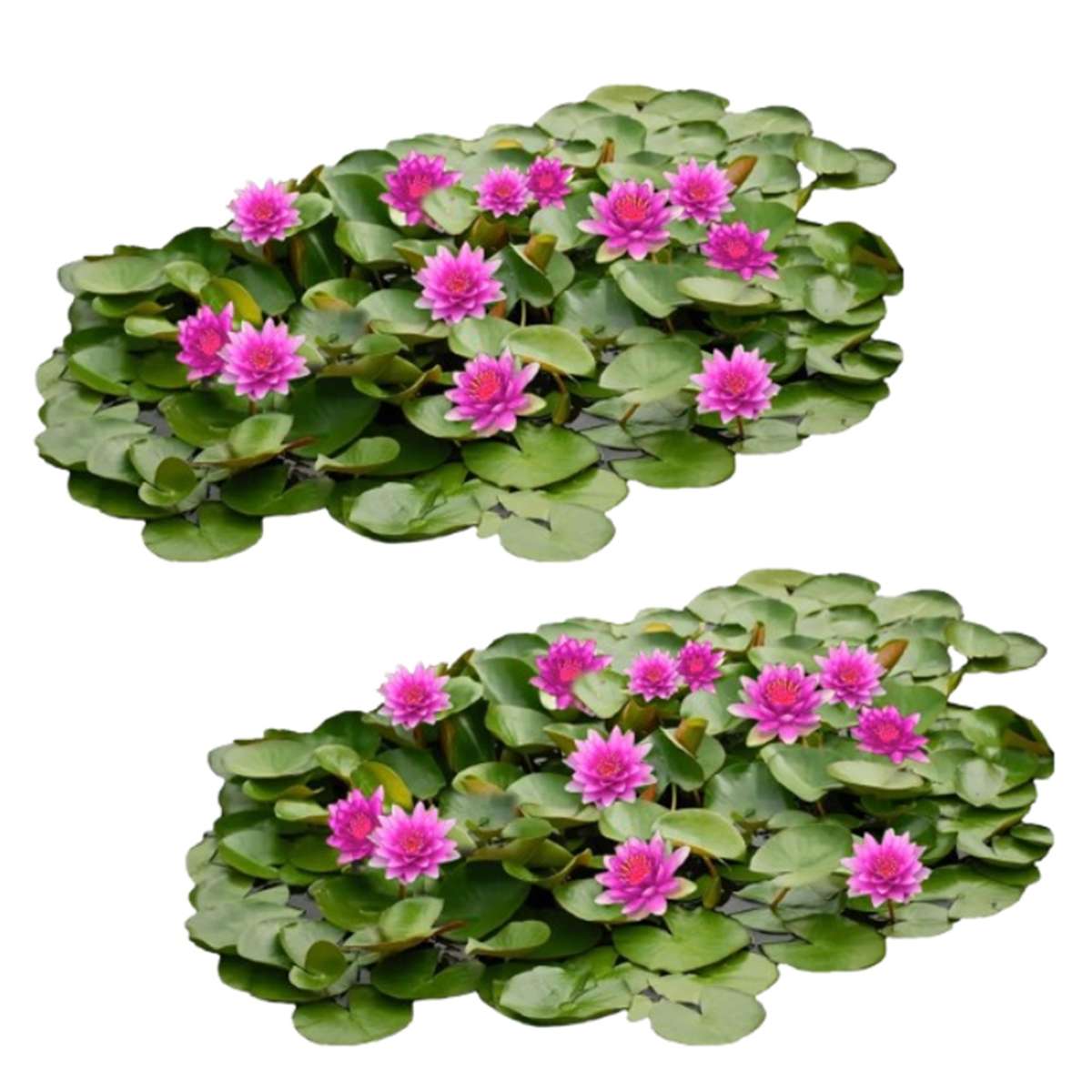 Roze Waterlelie Veld XL