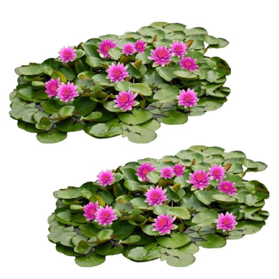 Roze Waterlelie Veld XL