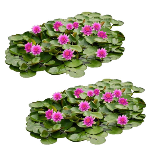 Roze Waterlelie Veld XL