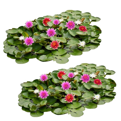 Waterlelie Veld Mix XL