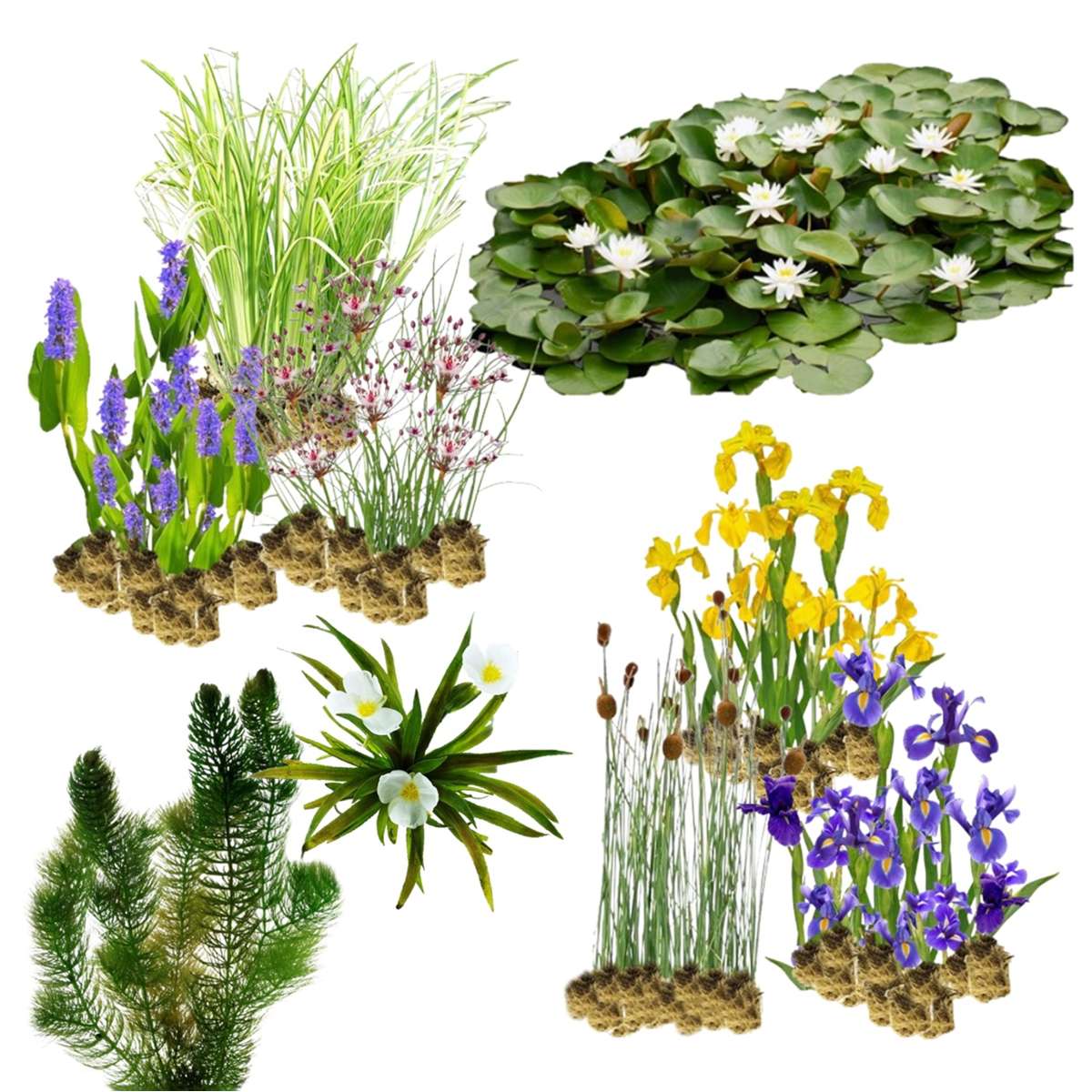 Natuurvriendelijke Oeverplanten 10.000-20.000L