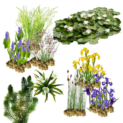 Natuurvriendelijke Oeverplanten 10.000-20.000L