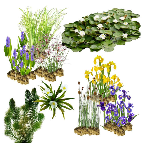 Natuurvriendelijke Oeverplanten 10.000-20.000L