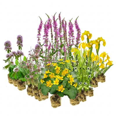 Natuurvriendelijke Oever Planten 4-7 m2