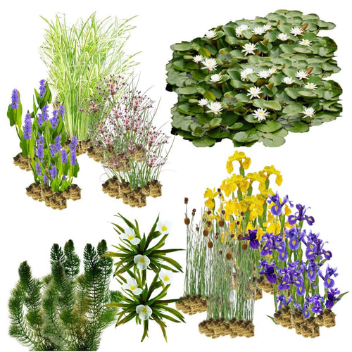 Natuurvriendelijke Oeverplanten 20.000-40.000L