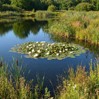 Natuurvijver Inheemse Drijfplanten 10.000-20.000L