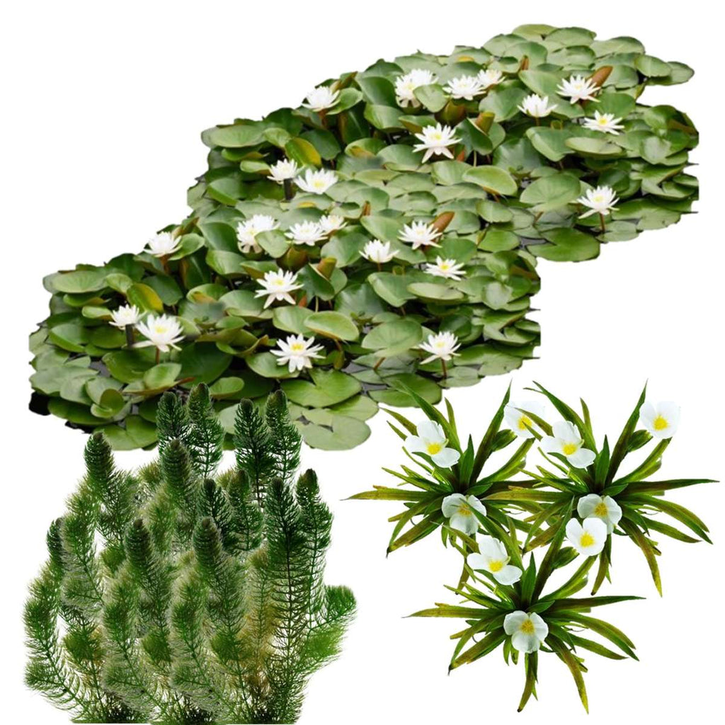 Natuurvijver Inheemse Drijfplanten 20.000-40.000L
