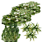 Natuurvijver Inheemse Drijfplanten 20.000-40.000L