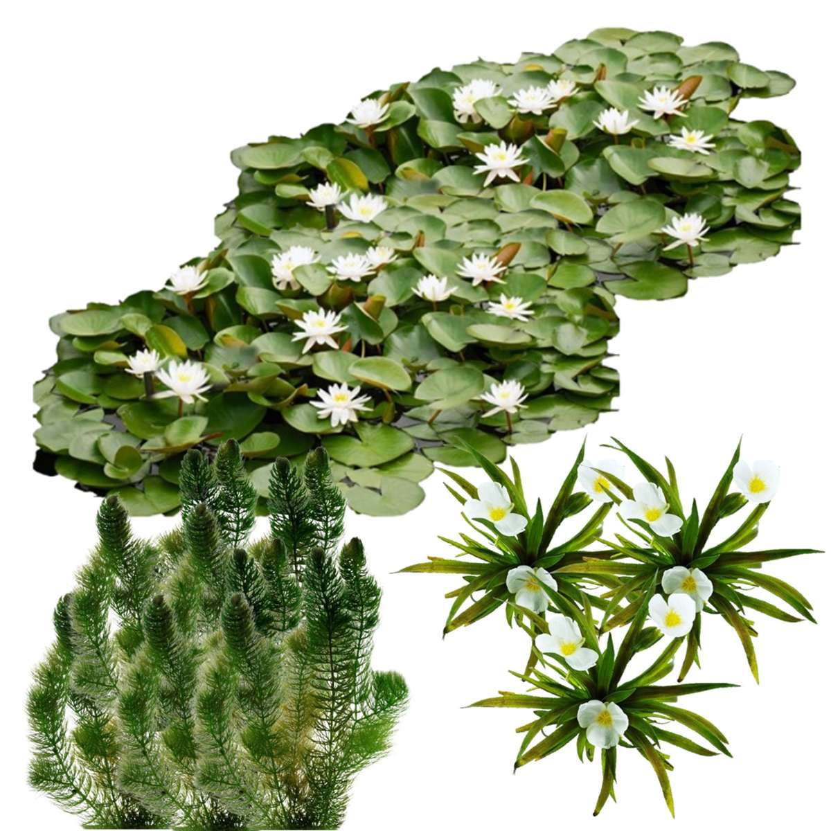 Natuurvijver Inheemse Drijfplanten 20.000-40.000L