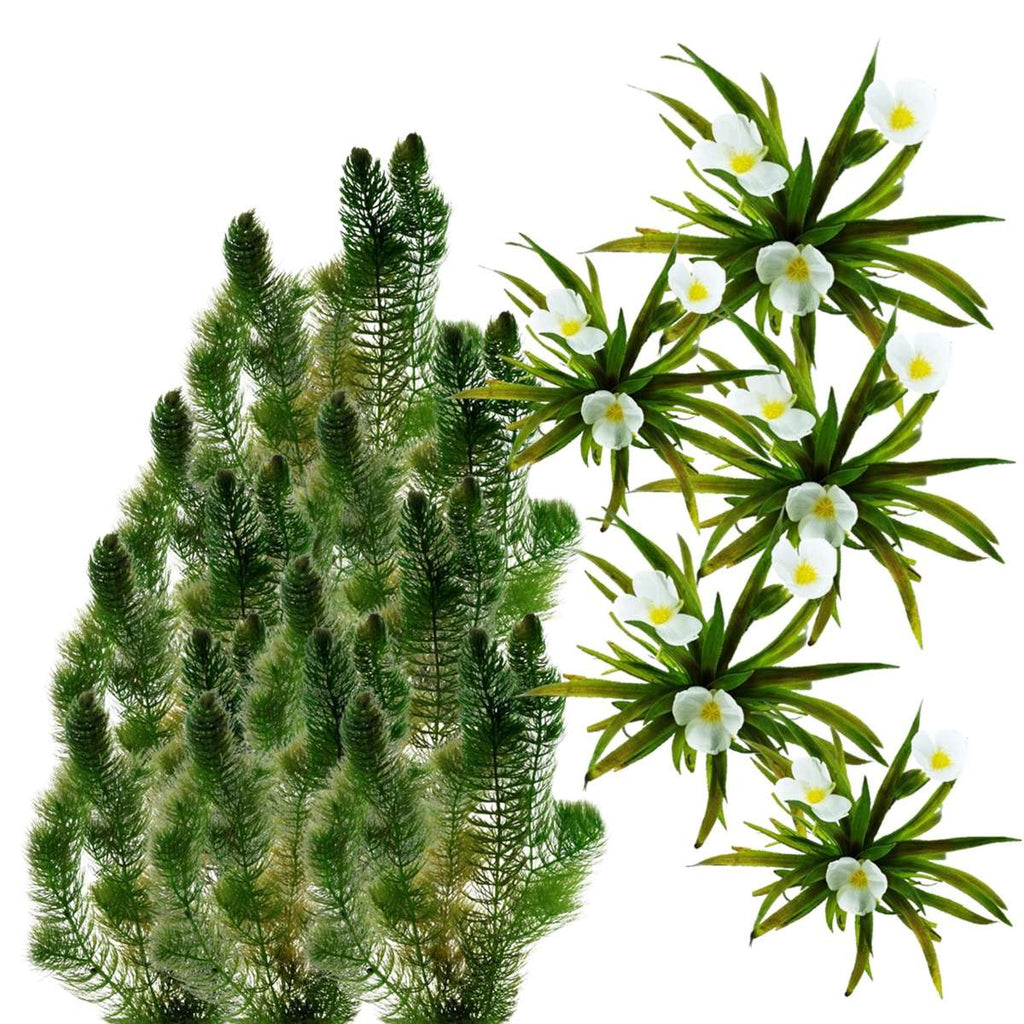 Inheemse Zuurstofplanten 20.000L