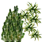 Inheemse Zuurstofplanten 20.000L