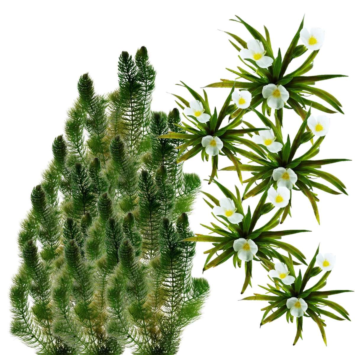 Inheemse Zuurstofplanten 20.000L