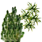 Inheemse Zuurstofplanten 10.000L
