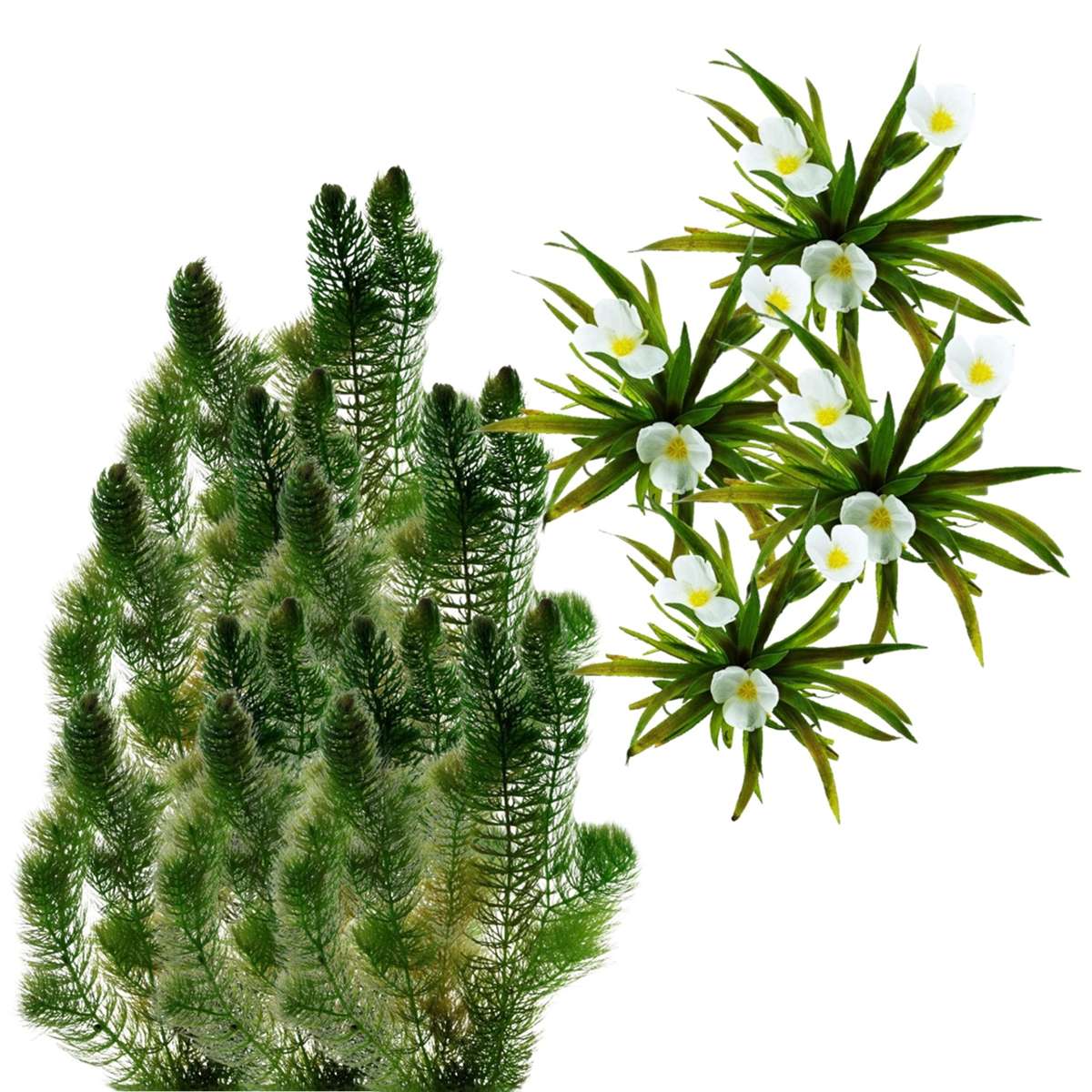 Inheemse Zuurstofplanten 10.000L