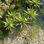 Inheemse Zuurstofplanten 10.000L