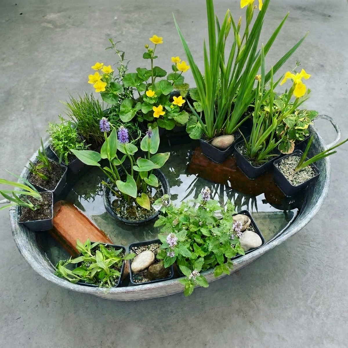 Verrassingsset 12 Vijverplanten