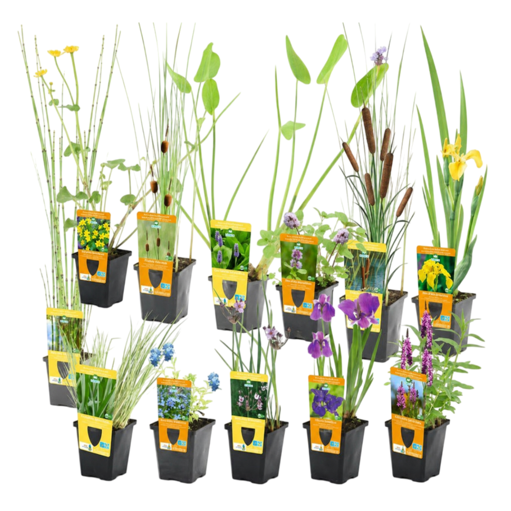 Verrassingsset 12 Vijverplanten
