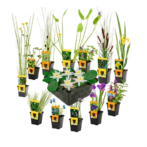 Verrassingsset 12 Vijverplanten + Witte Dwergwaterlelie