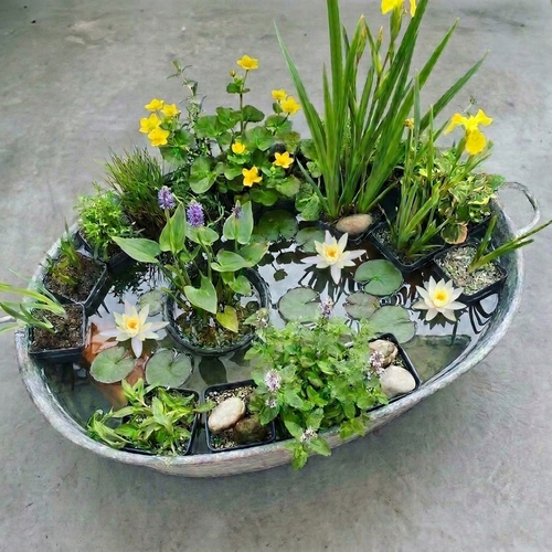 Verrassingsset 12 Vijverplanten + Witte Dwergwaterlelie