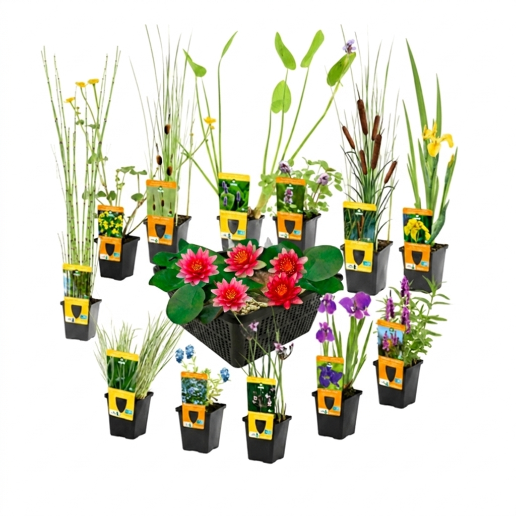 Verrassingsset 12 Vijverplanten + Rode Dwergwaterlelie