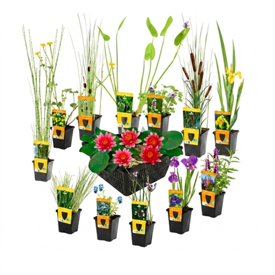 Verrassingsset 12 Vijverplanten + Rode Dwergwaterlelie