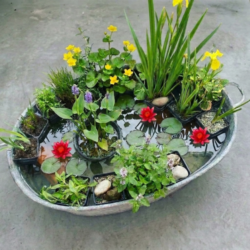 Verrassingsset 12 Vijverplanten + Rode Dwergwaterlelie