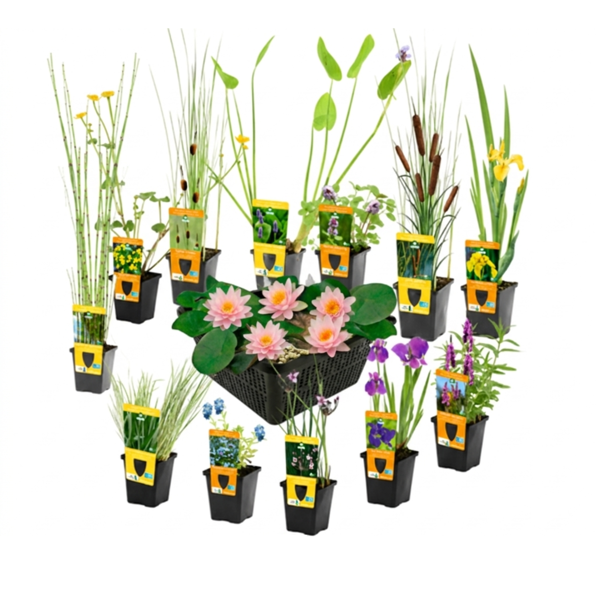 Verrassingsset 12 Vijverplanten + Roze Dwergwaterlelie