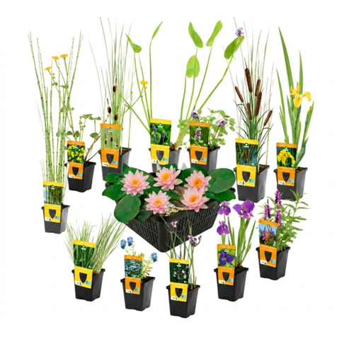 Verrassingsset 12 Vijverplanten + Roze Dwergwaterlelie