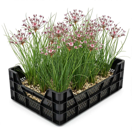Zwanenbloem Vijverkrat