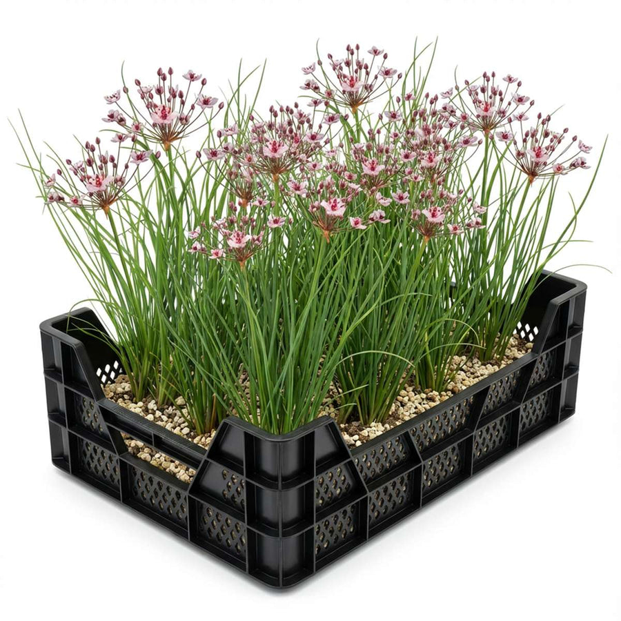 Zwanenbloem Vijverkrat