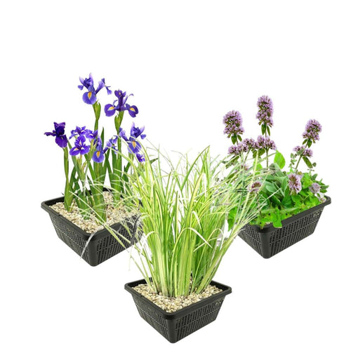 Moerasplanten Pakket tegen Algen 100-400L