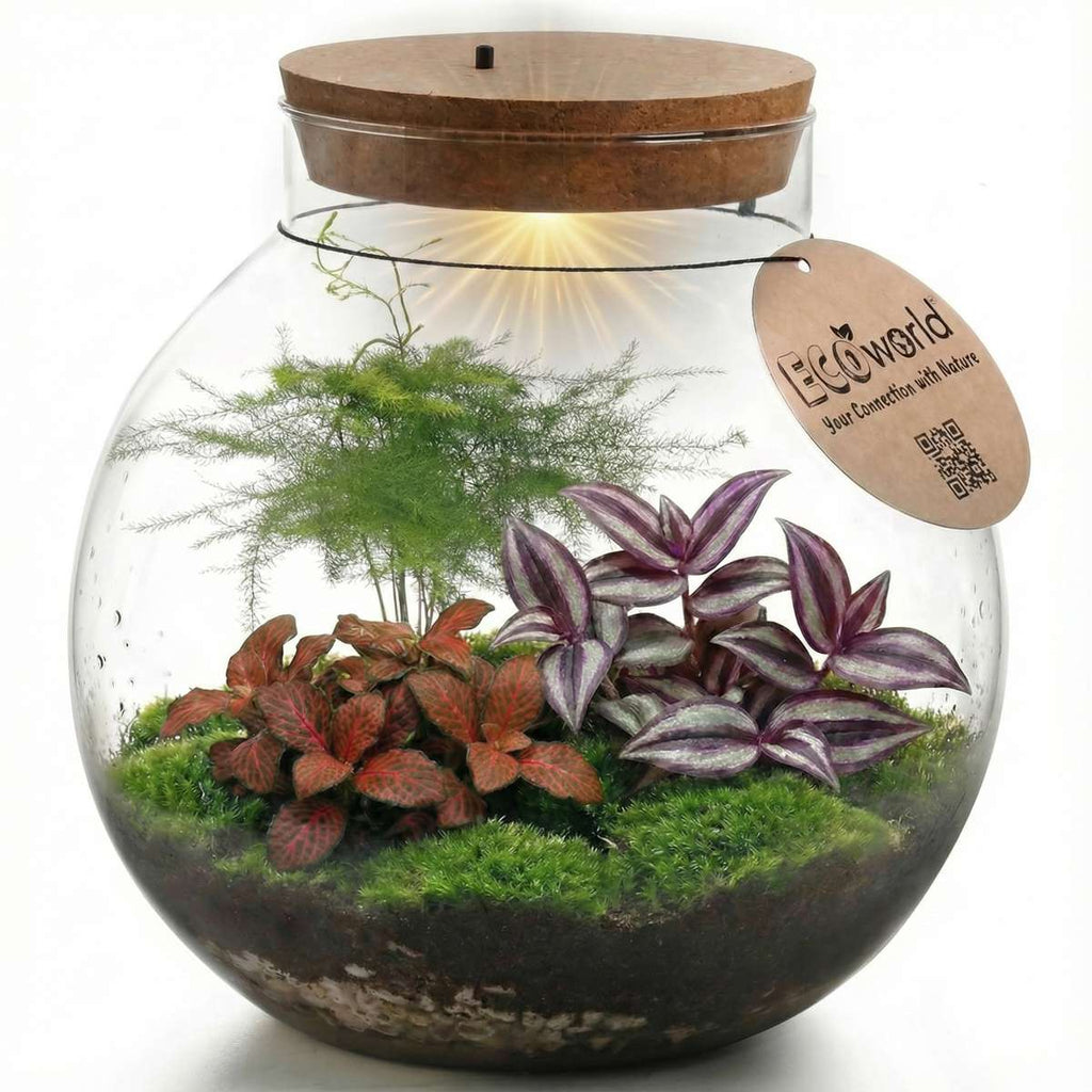 Planten Terrarium