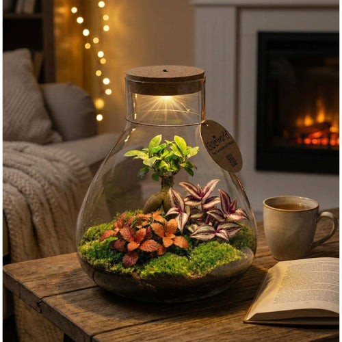 Bonsai Terrarium
