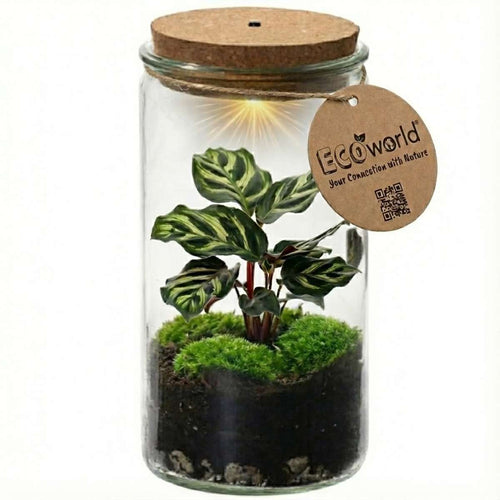 Mini Ecosysteem
