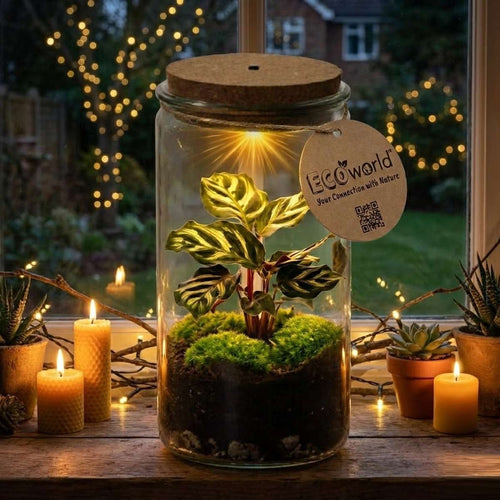 Mini Ecosysteem