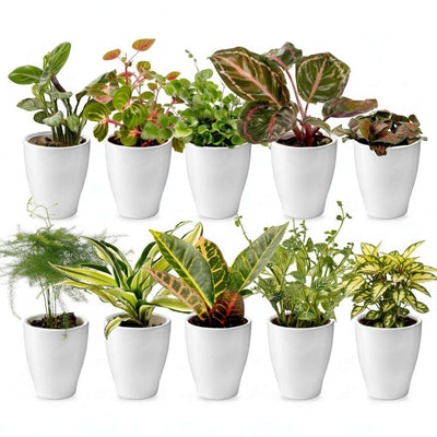 Mini Plantjes met Potjes 10