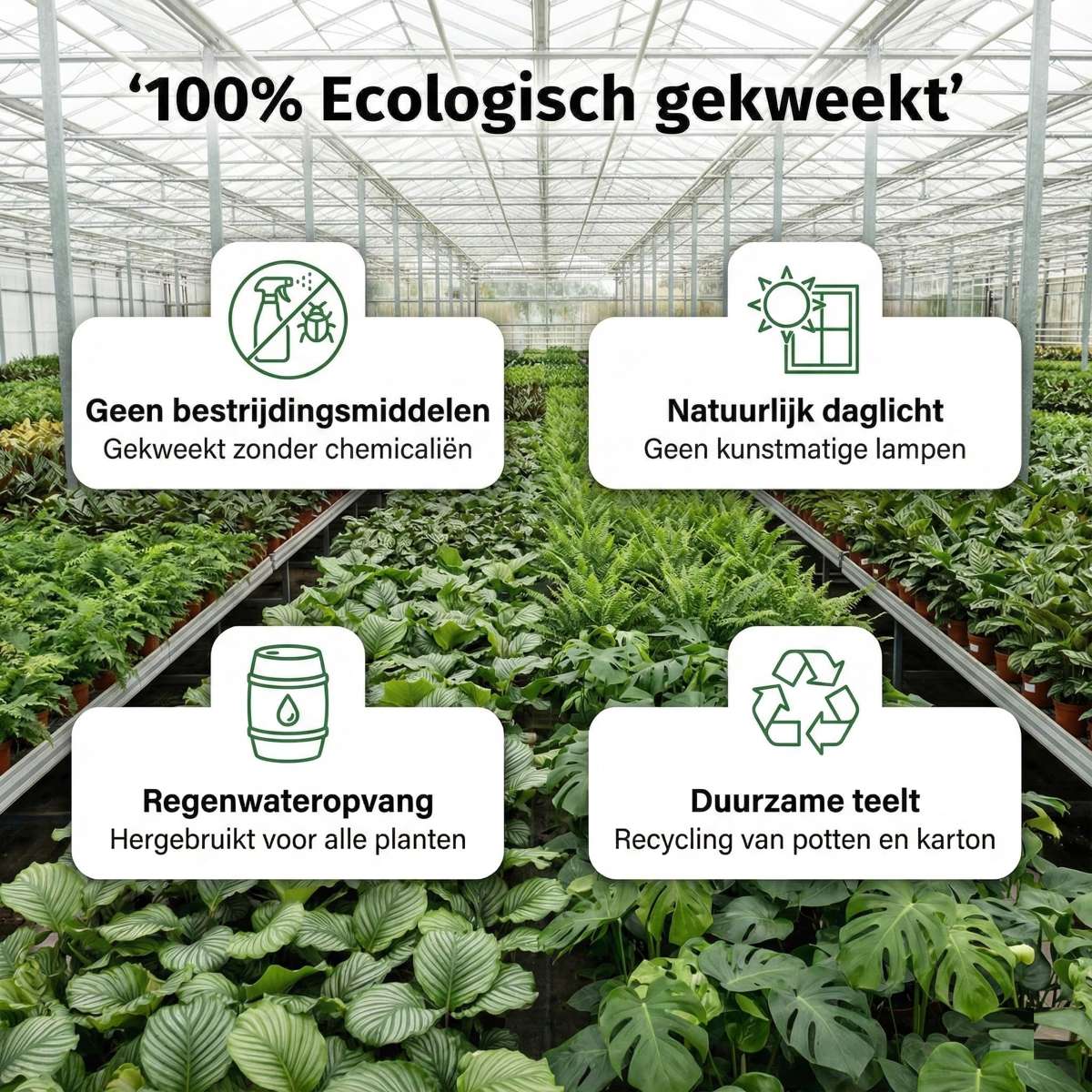 Luchtzuiverende Planten Wit 12