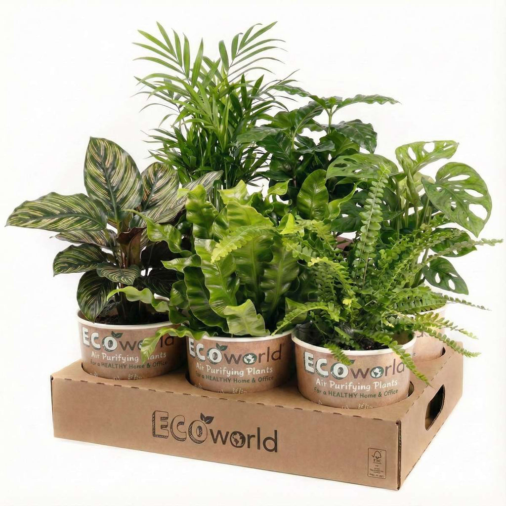 Luchtzuiverende Planten Antraciet 6