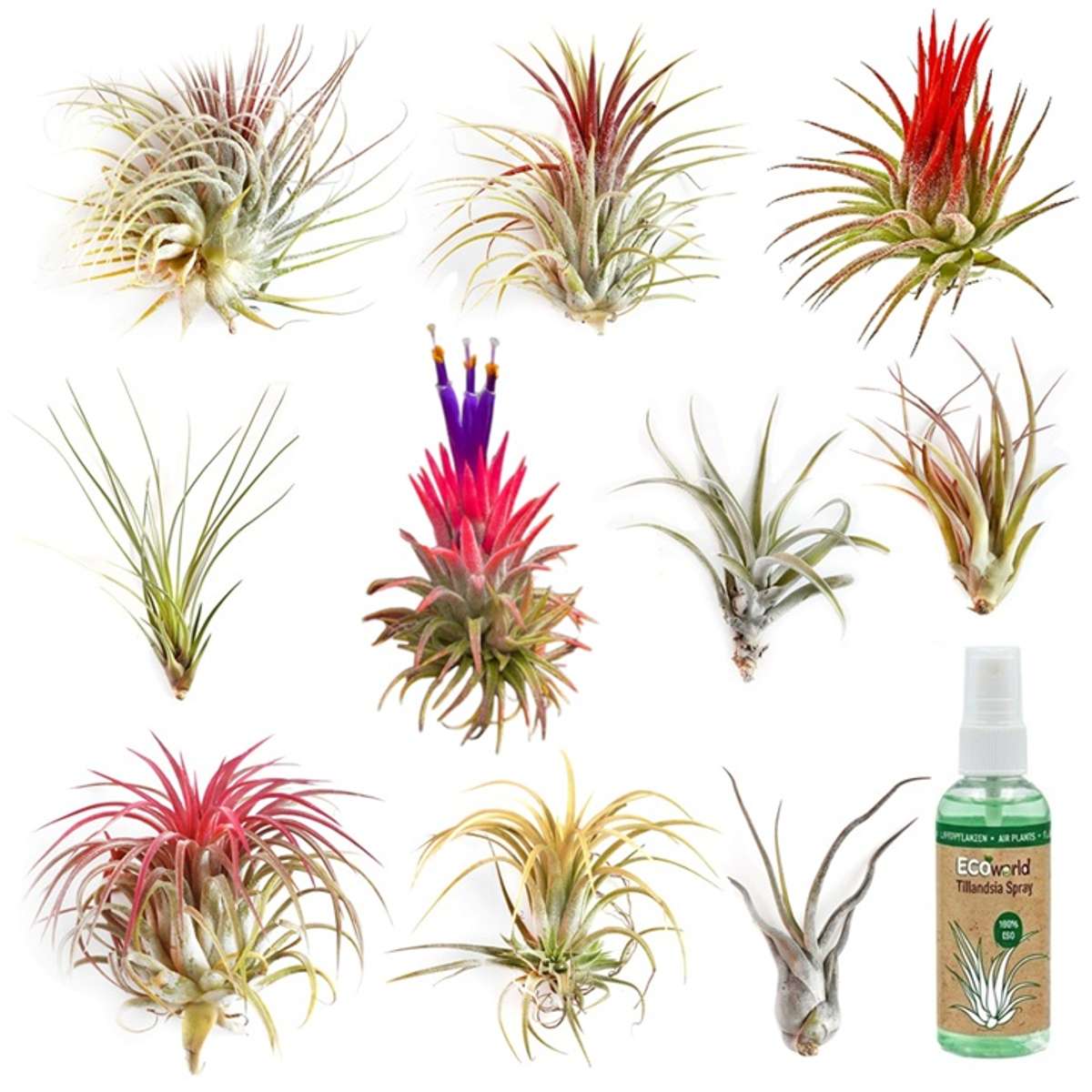 Luchtplantjes 10 Tillandsia