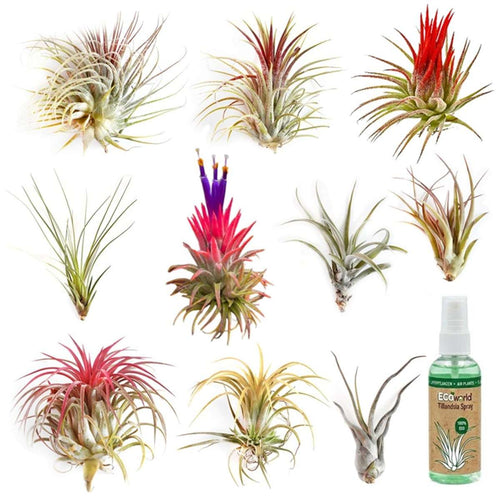 Luchtplantjes 10 Tillandsia