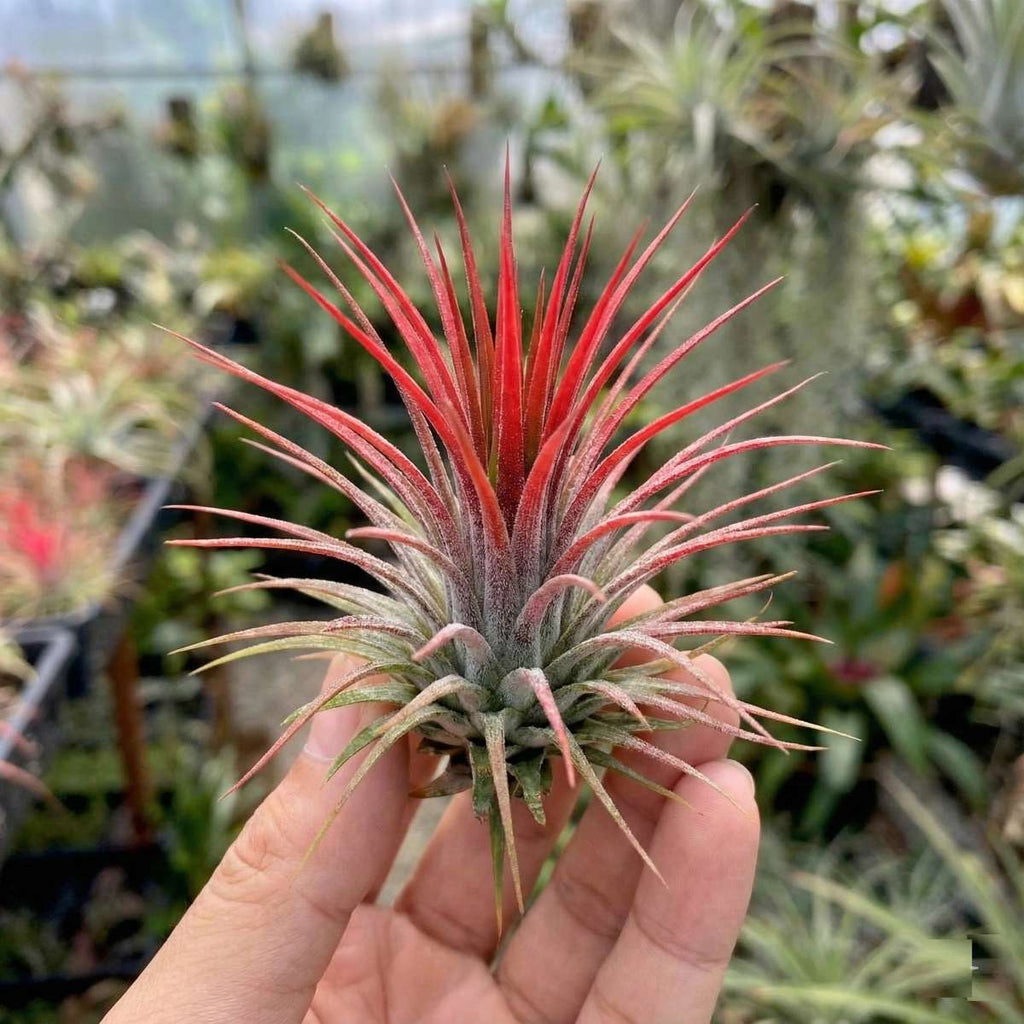 Luchtplantjes 10 Tillandsia